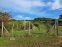 Sale Recreational land, Recreational land, Fajgalská cesta, Pezinok, S
