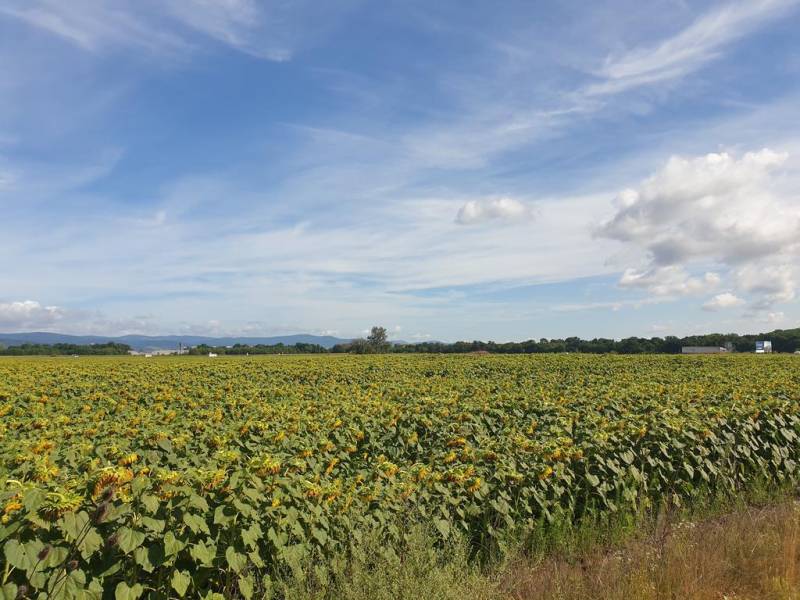 Sale Agrarian and forest land, Agrarian and forest land, Senecká cesta