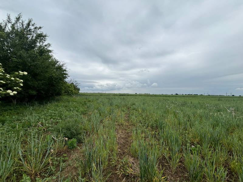 Sale Agrarian and forest land, Agrarian and forest land, Pezinok, Slov