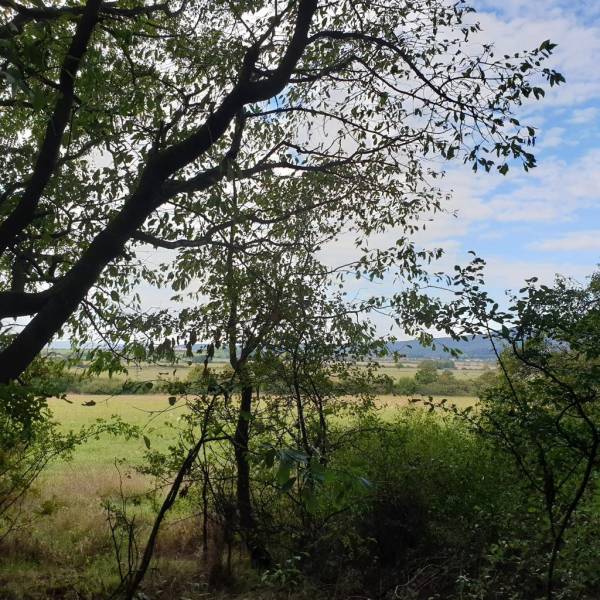 Sale Agrarian and forest land, Agrarian and forest land, Pezinok, Slov