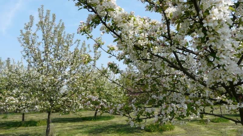 Searching for Agrarian and forest land, Agrarian and forest land, Sene