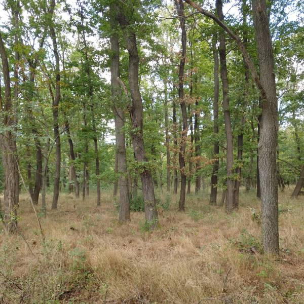 Sale Agrarian and forest land, Agrarian and forest land, Detva, Slovak