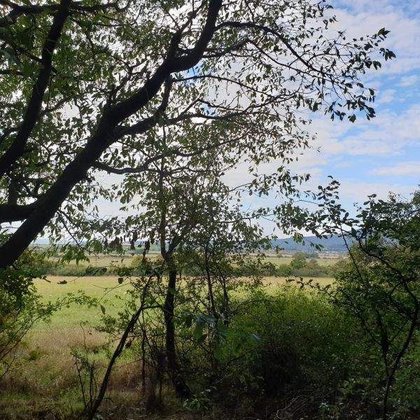 Sale Agrarian and forest land, Agrarian and forest land, Pezinok, Slov