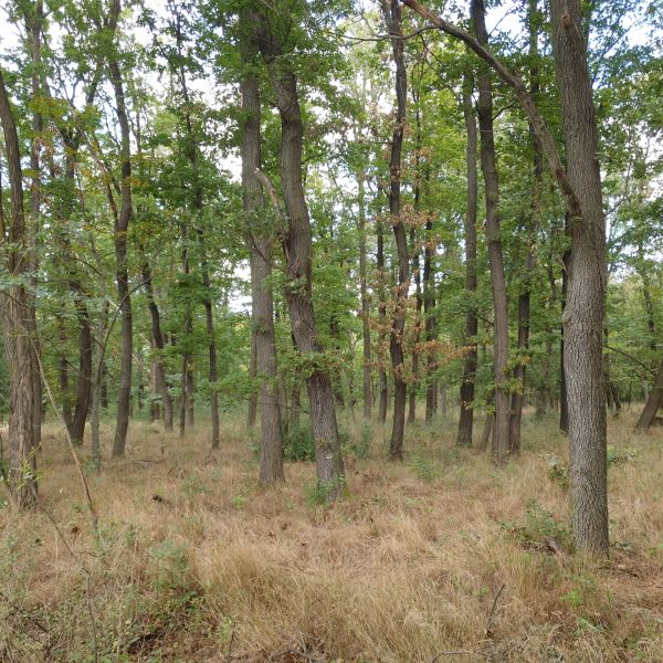 Sale Agrarian and forest land, Agrarian and forest land, Detva, Slovak